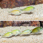 Green Reef Chromis, 6 Lot (click for more detail)