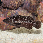 White Spotted Grouper (click for more detail)