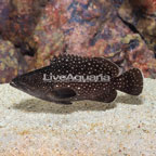 White Spotted Grouper. (click for more detail)