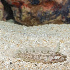 Rhino Blenny  (click for more detail)