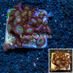Protopalythoa Coral Australia (click for more detail)