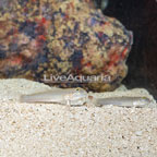 Sleeper Blue Dot Goby, Pair  (click for more detail)