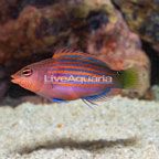 Six Line Wrasse (click for more detail)