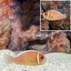 Pink Skunk Clownfish (click for more detail)