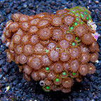 Ultra Horizons and Radioactive Dragon Eye Colony Polyp Rock Zoanthus Vietnam IM (click for more detail)