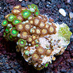 Ultra Horizons and Radioactive Dragon Eye Colony Polyp Rock Zoanthus Vietnam IM (click for more detail)