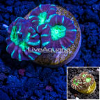 LiveAquaria® Cultured Caulastrea Coral (click for more detail)