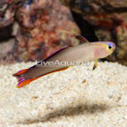 Purple Firefish (click for more detail)