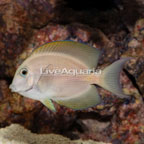 Striped Bristle Tooth Tang (click for more detail)