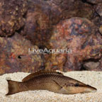 Green Bird Wrasse, Female (click for more detail)