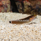 Tail Spot Blenny  (click for more detail)