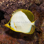 Yellowhead Butterflyfish (click for more detail)