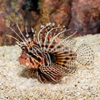 Antennata Lionfish (click for more detail)