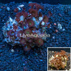 Protopalythoa Coral Indonesia (click for more detail)