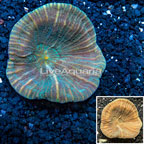 Plating Pectinia Coral Tonga (click for more detail)