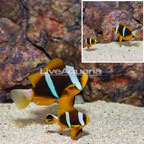 Black Clarkii Clownfish, Pair (click for more detail)