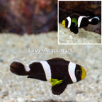 Black Saddleback Clownfish (click for more detail)