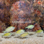 Green Reef Chromis, 6 Lot (click for more detail)