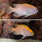 Pink Smith Damselfish, Pair (click for more detail)