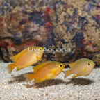 Yellow Damselfish, Trio (click for more detail)