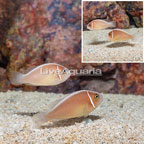 Pink Skunk Clownfish, Pair (click for more detail)