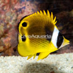 Raccoon Butterflyfish (click for more detail)
