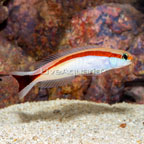 Red Stripe Tilefish (click for more detail)