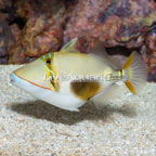 Bursa Triggerfish [Blemish] (click for more detail)