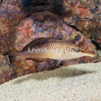 Green Bird Wrasse- Female (click for more detail)