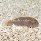 Brown Clown Goby (click for more detail)