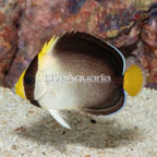 Singapore Angelfish (click for more detail)