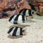Three Stripe Damselfish, Trio (click for more detail)