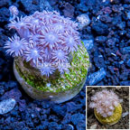 LiveAquaria® Cultured Goniopora Coral  (click for more detail)