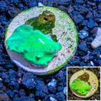 LiveAquaria® Cultured Cabbage Leather Coral  (click for more detail)