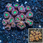 Candy Cane Coral Tonga (click for more detail)