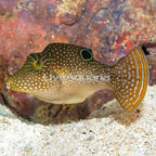 Blue Spotted Toby Puffer  (click for more detail)
