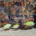 Green Reef Chromis, trio (click for more detail)