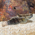 Sleeper Banded Goby (click for more detail)
