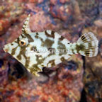 Bristletail Filefish (click for more detail)