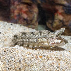 Rhino Blenny (click for more detail)