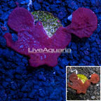 LiveAquaria® Cultured Red and Blue Sponge (click for more detail)