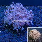 Pom Pom Xenia Coral Vietnam (click for more detail)