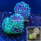 Hammer Coral Tonga (click for more detail)