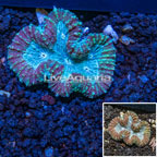 Lobophyllia Coral Tonga (click for more detail)