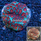 Favites Coral  (click for more detail)
