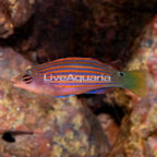 Six Line Wrasse (click for more detail)