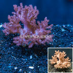 Cauliflower Colt Coral Indonesia  (click for more detail)