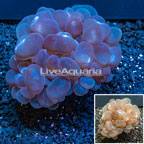 Bubble Coral Tonga (click for more detail)