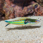 Royal Pencil Wrasse (click for more detail)