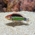 Red Head Solon Fairy Wrasse (click for more detail)